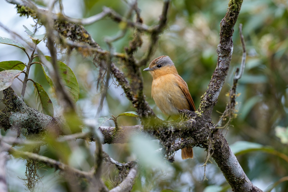 Chestnut-crowned Becard - ML642399400
