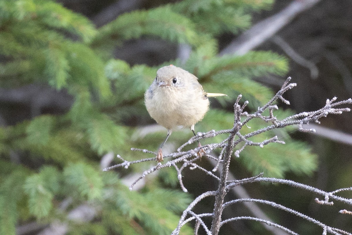 Ruby-crowned Kinglet - ML642399401