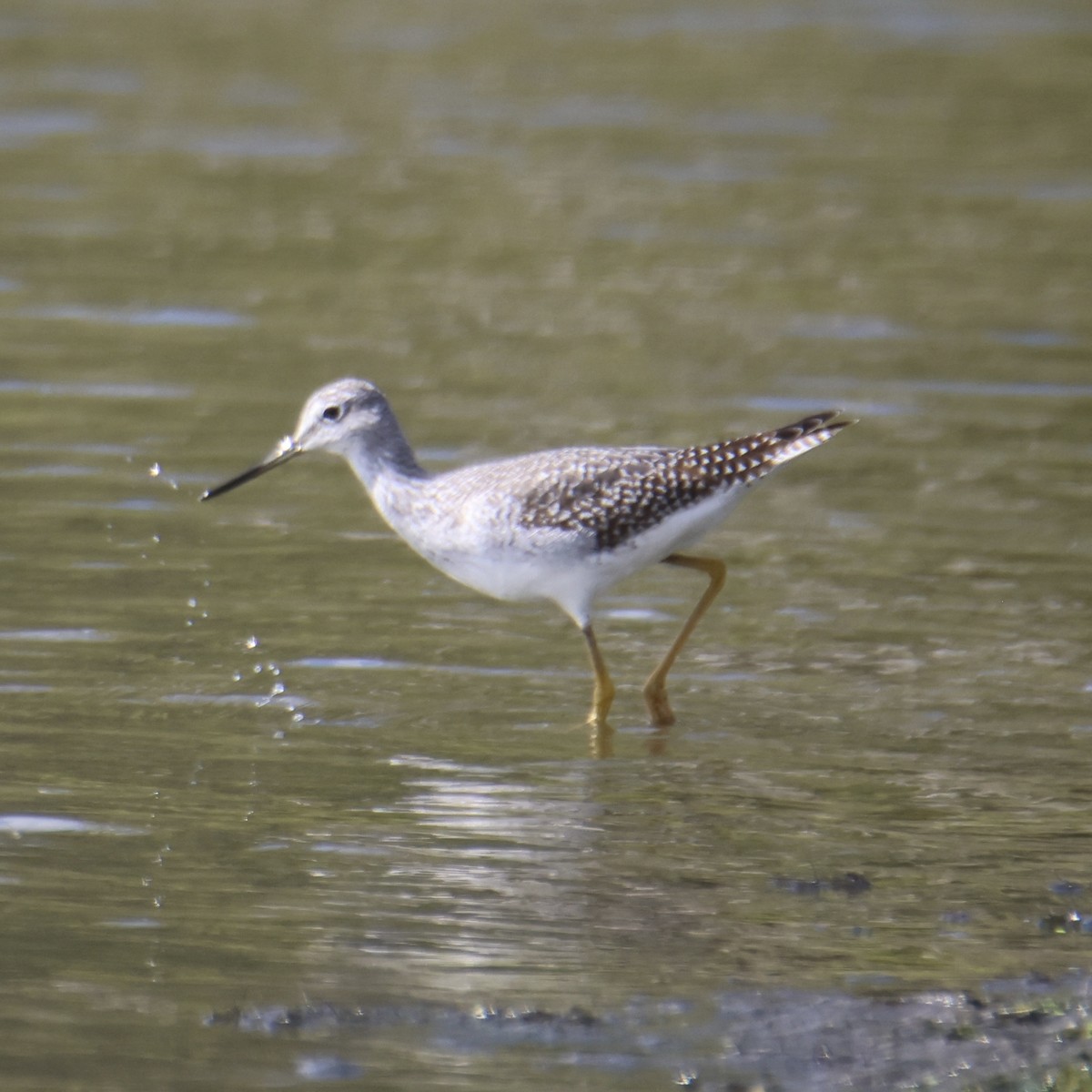 Greater Yellowlegs - ML642399402