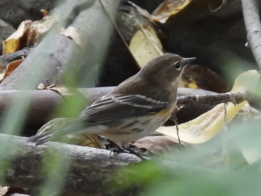 Yellow-rumped Warbler (Myrtle) - ML642399403