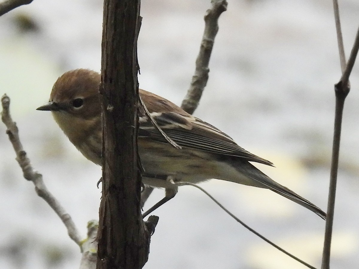 Yellow-rumped Warbler (Myrtle) - ML642399404