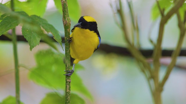 Blue-winged Mountain Tanager - ML642399405