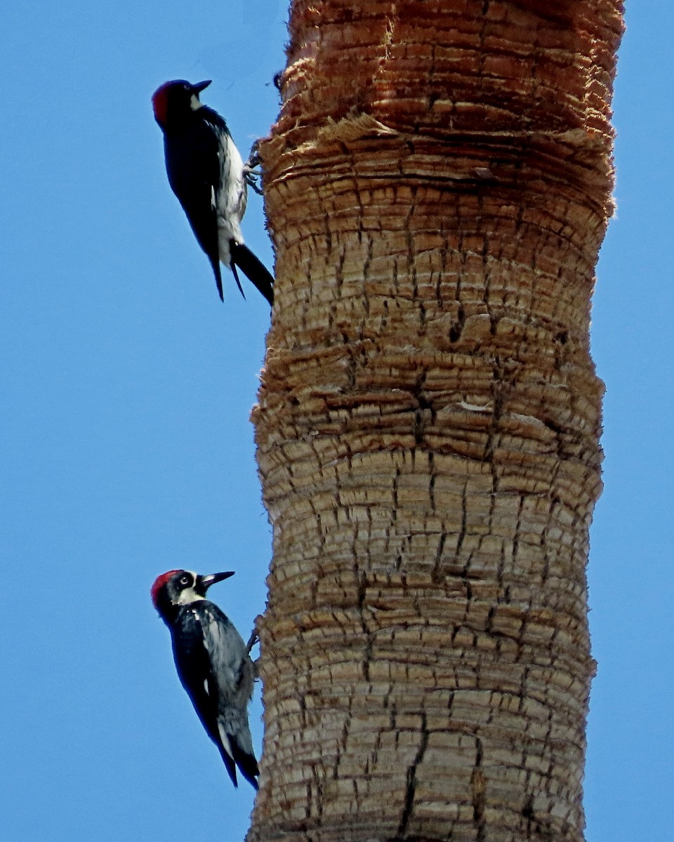 Acorn Woodpecker - ML642399409