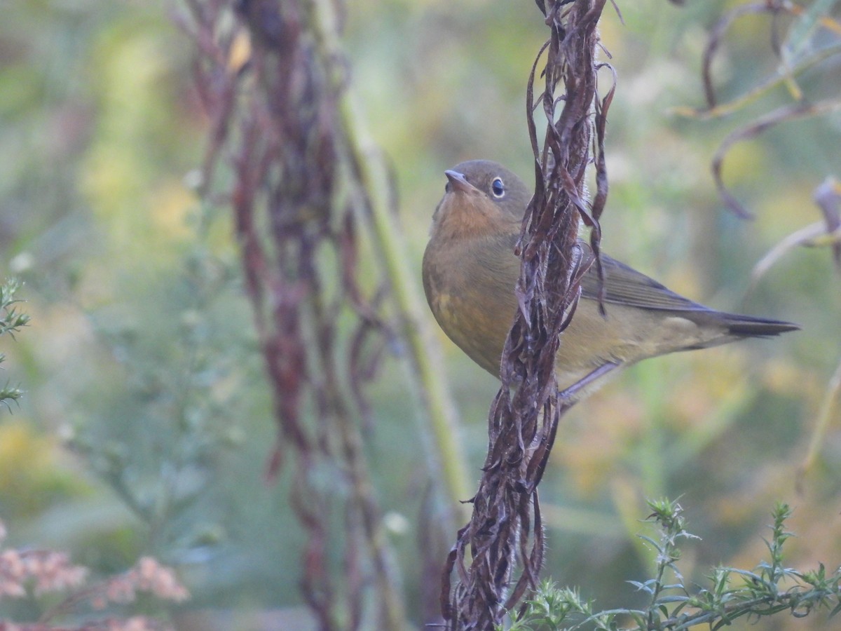 Connecticut Warbler - ML642399410