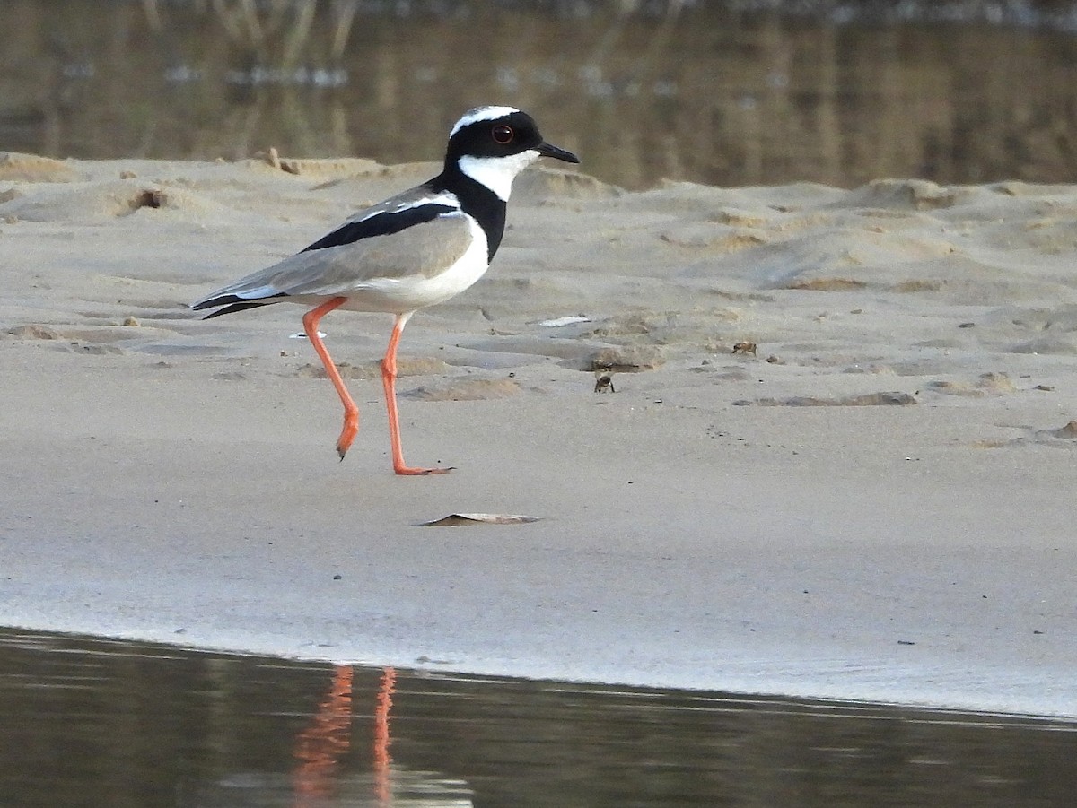 Pied Plover - ML642399411