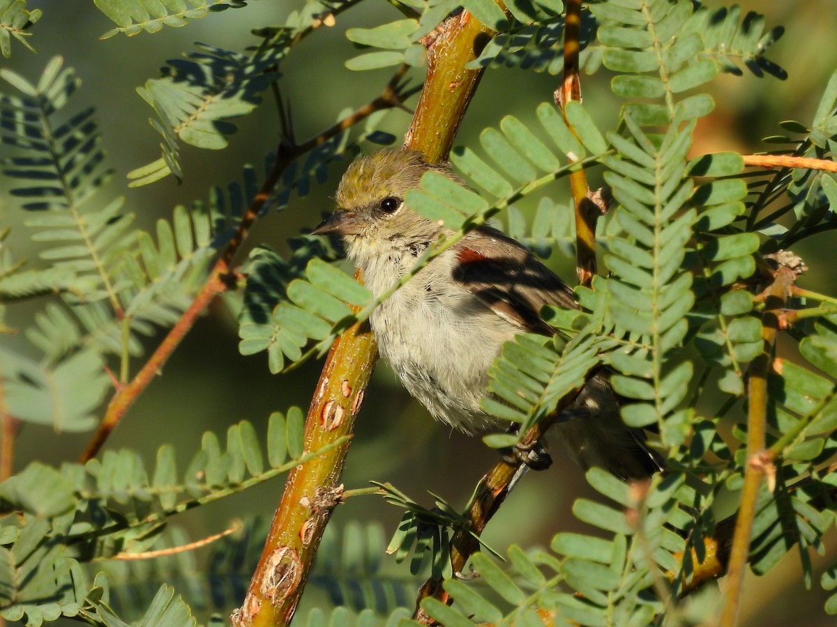 Verdin - ML642399422