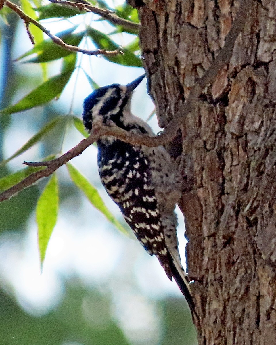 Nuttall's Woodpecker - ML642399427