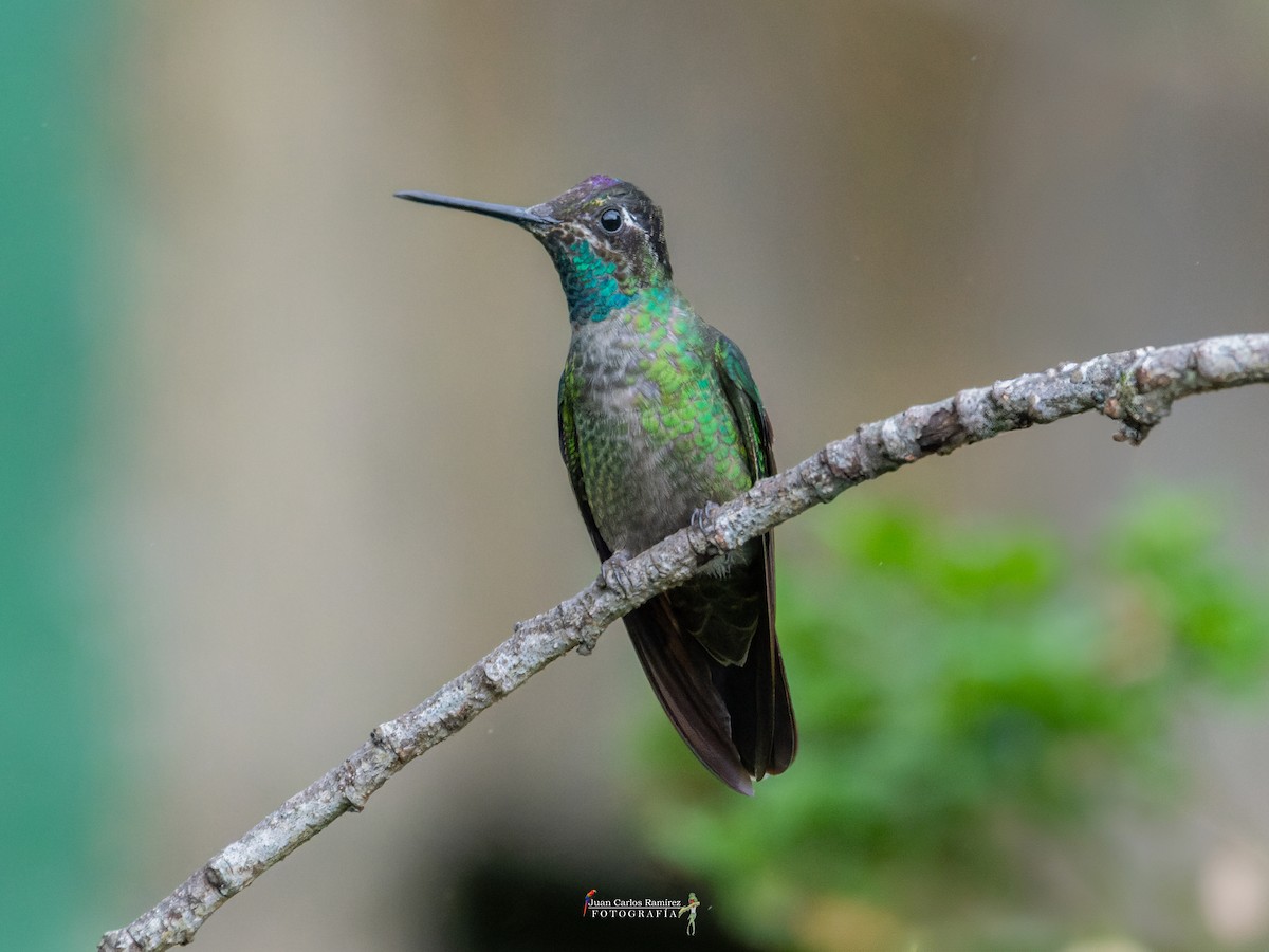 Talamanca Hummingbird - ML642399458