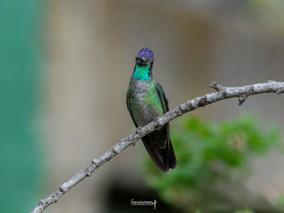 Talamanca Hummingbird - ML642399459
