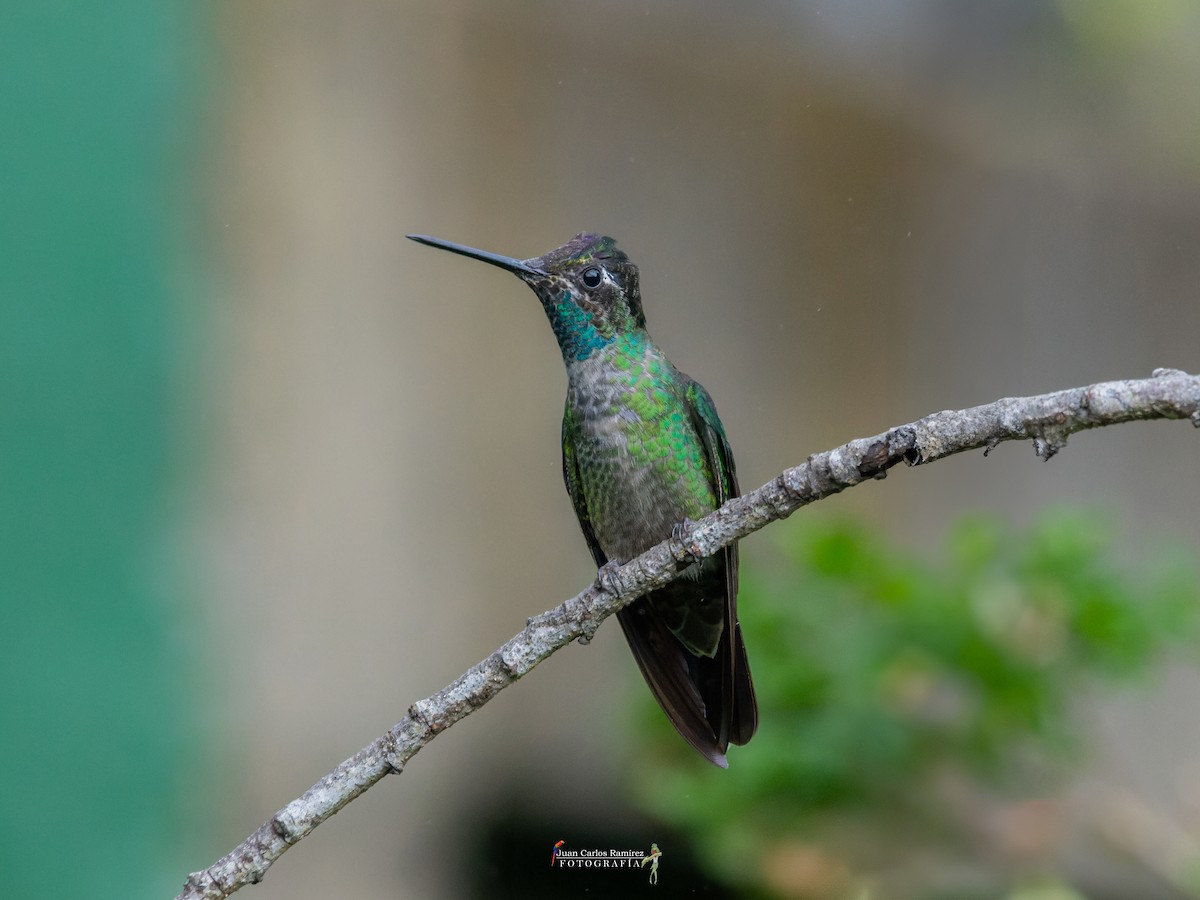 Talamanca Hummingbird - ML642399460