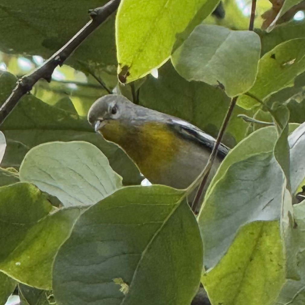 Northern Parula - ML642399468