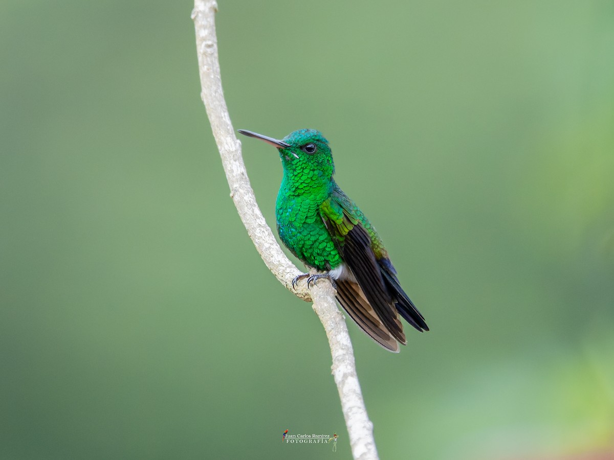 Blue-vented Hummingbird - ML642399479