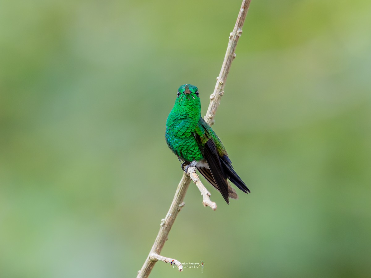 Blue-vented Hummingbird - ML642399480