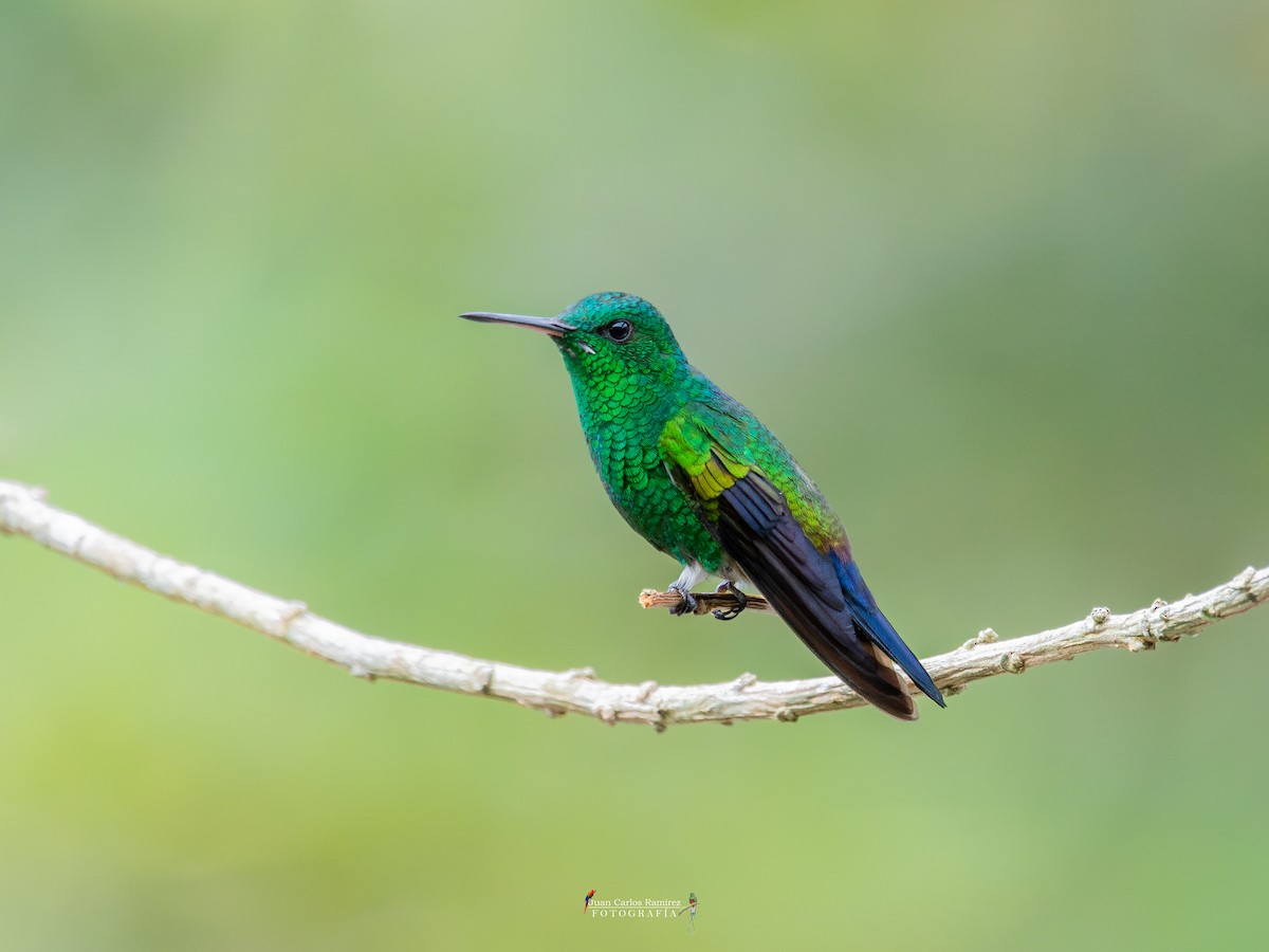Blue-vented Hummingbird - ML642399481
