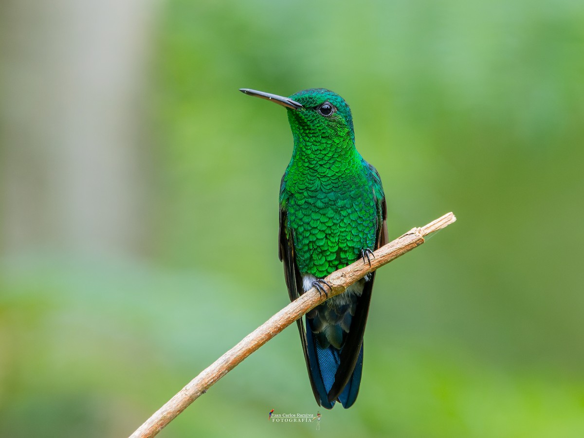 Blue-vented Hummingbird - ML642399482