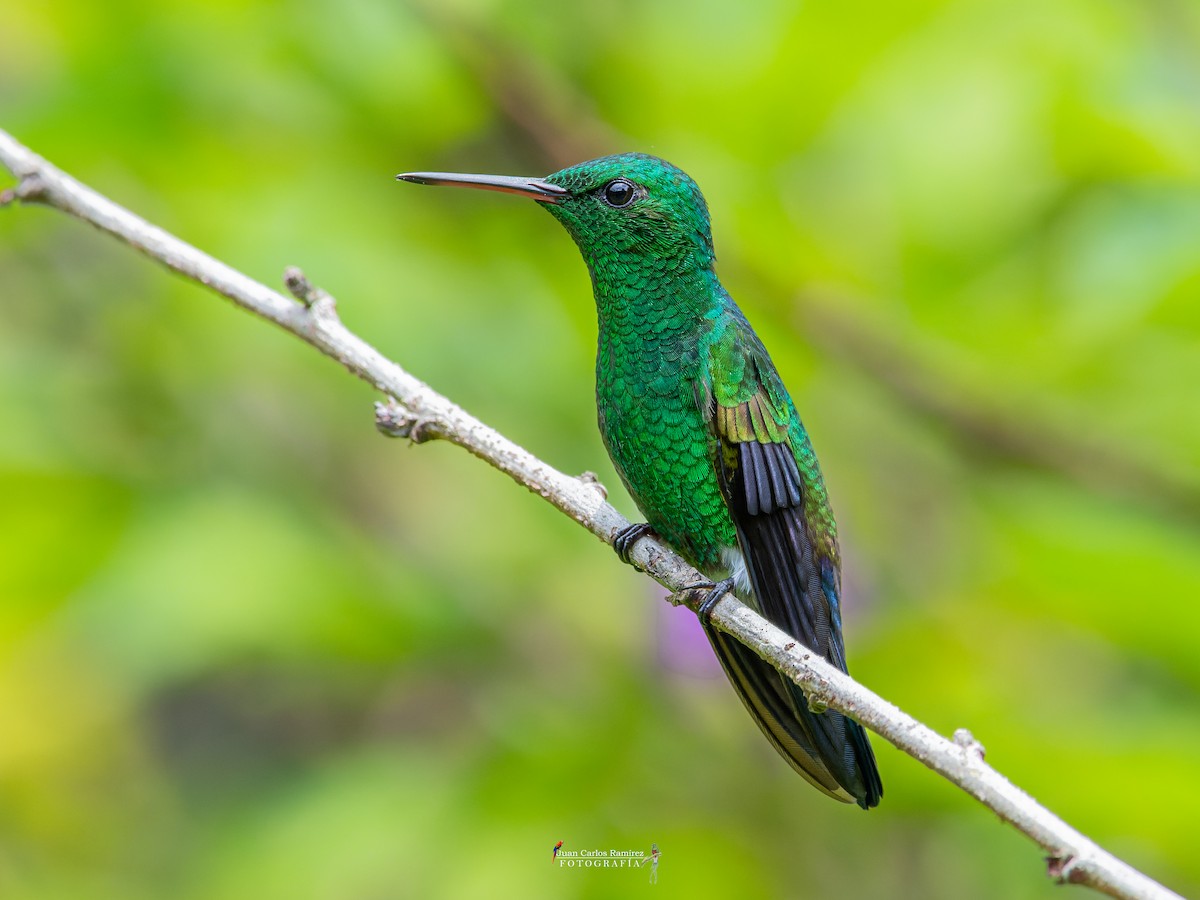 Blue-vented Hummingbird - ML642399483