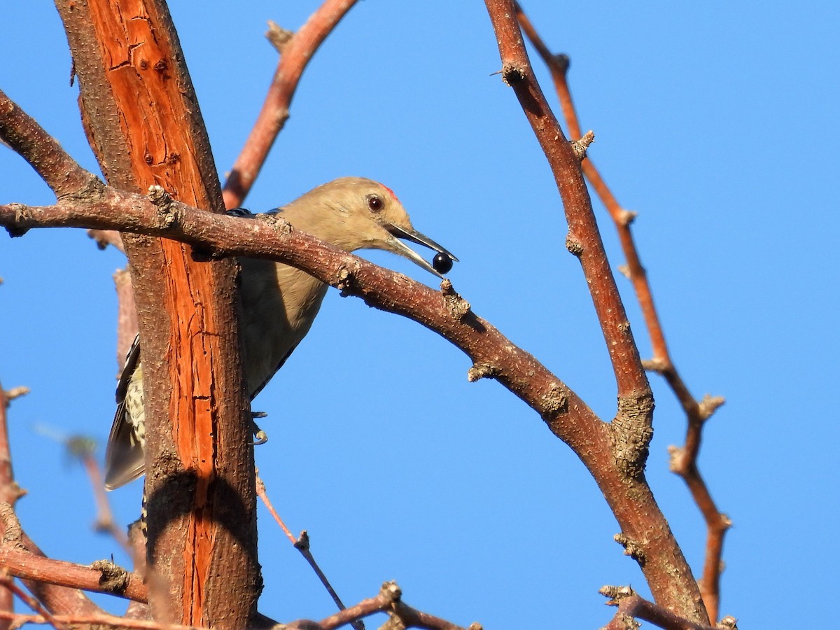 Gila Woodpecker - ML642399488