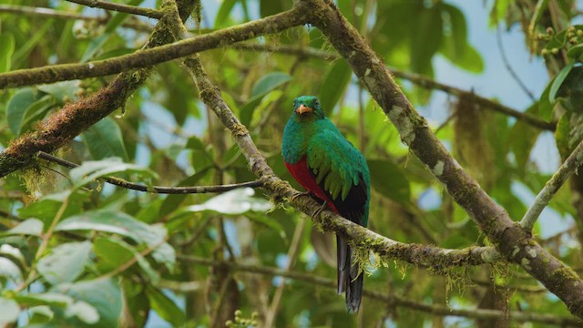 Golden-headed Quetzal - ML642399497