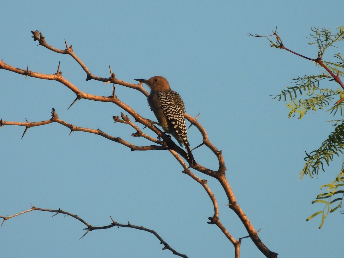 Gila Woodpecker - ML642399521