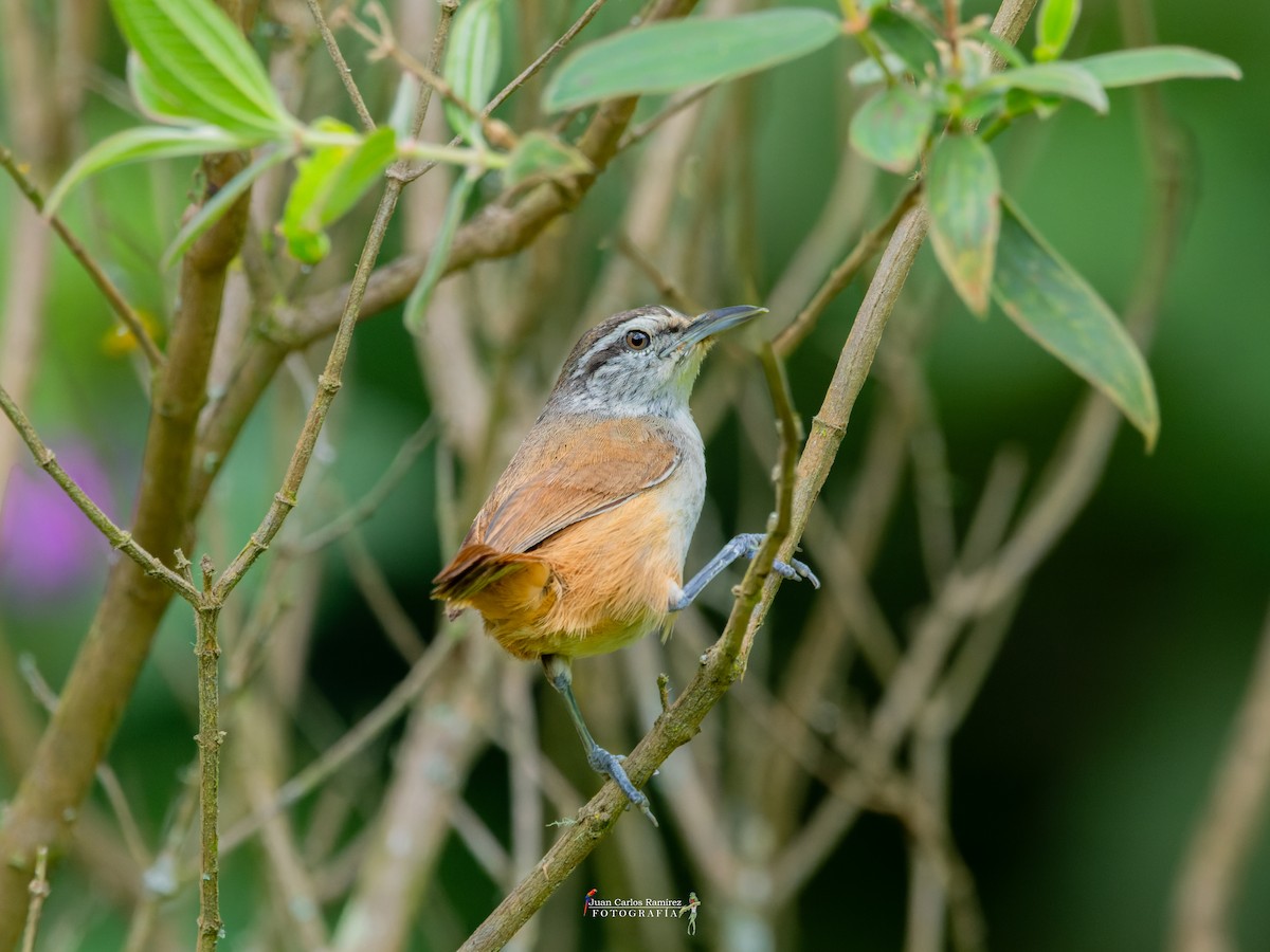 Canebrake Wren - ML642399533
