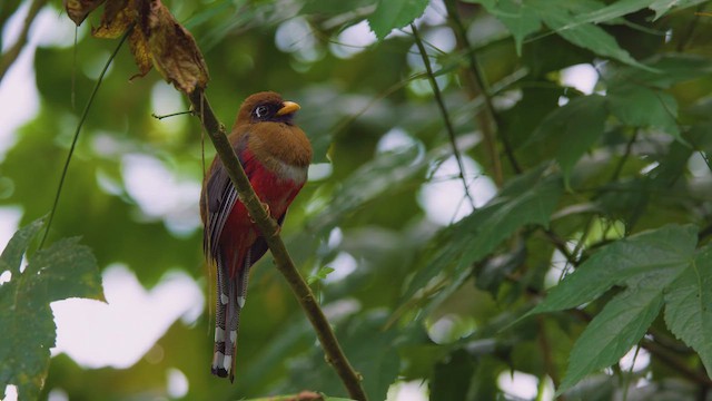 Trogon masqué - ML642399538