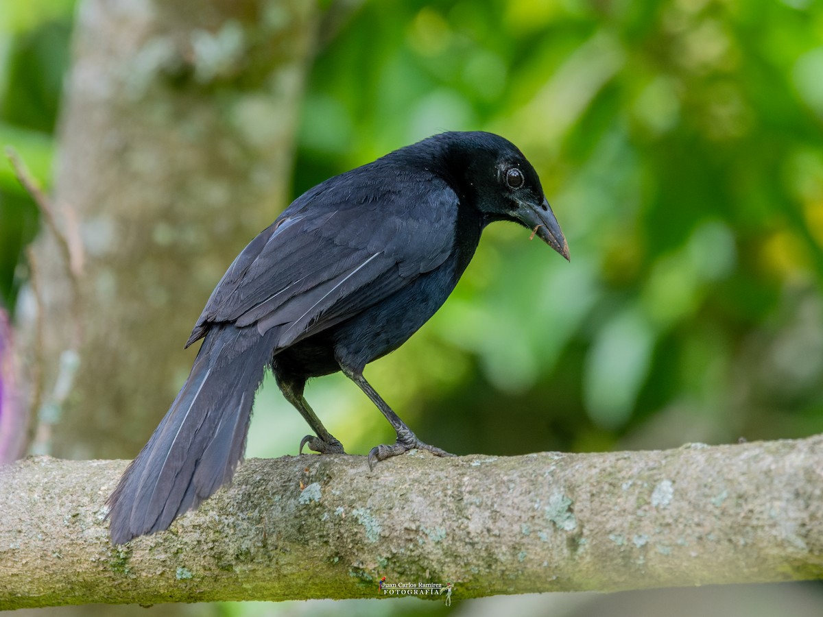 Melodious Blackbird - ML642399540