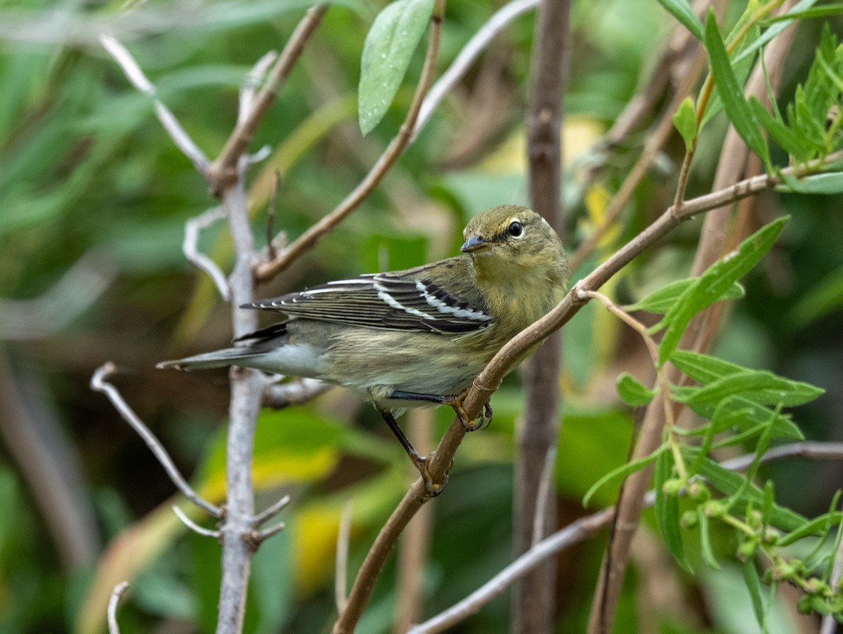 Blackpoll Warbler - ML642399598