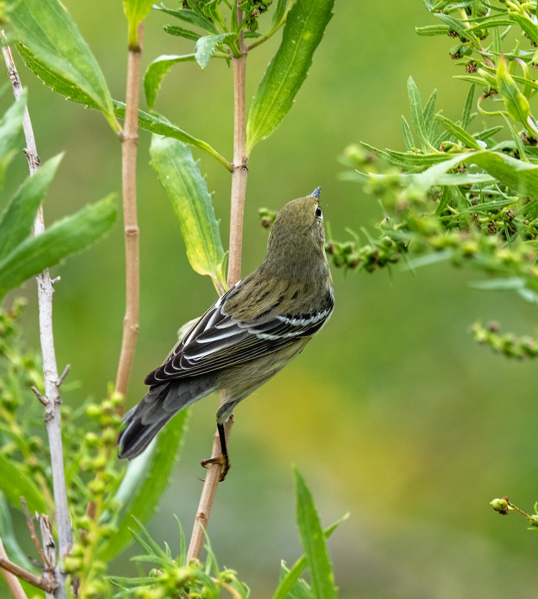 Blackpoll Warbler - ML642399599