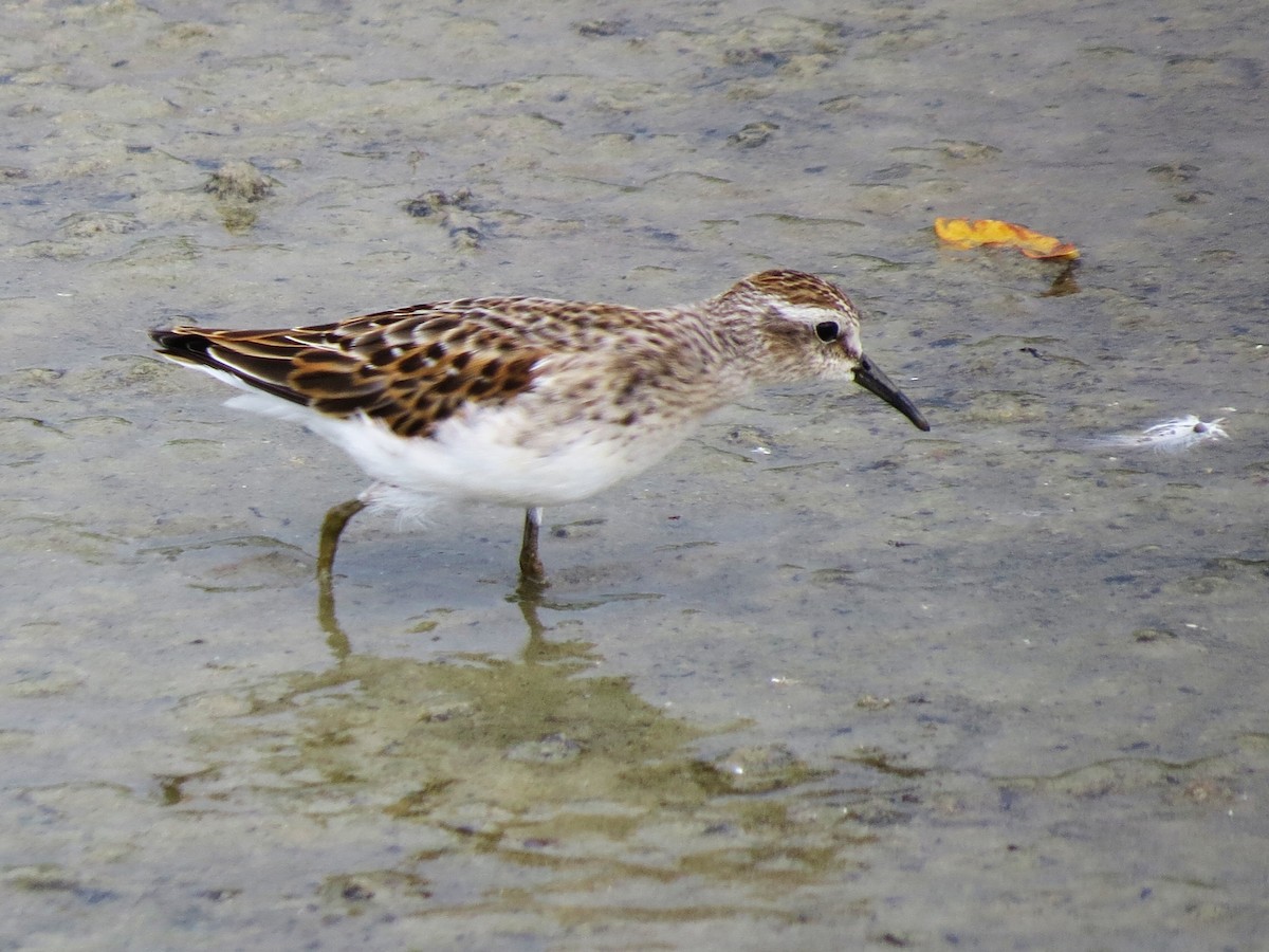 Least Sandpiper - ML642399608