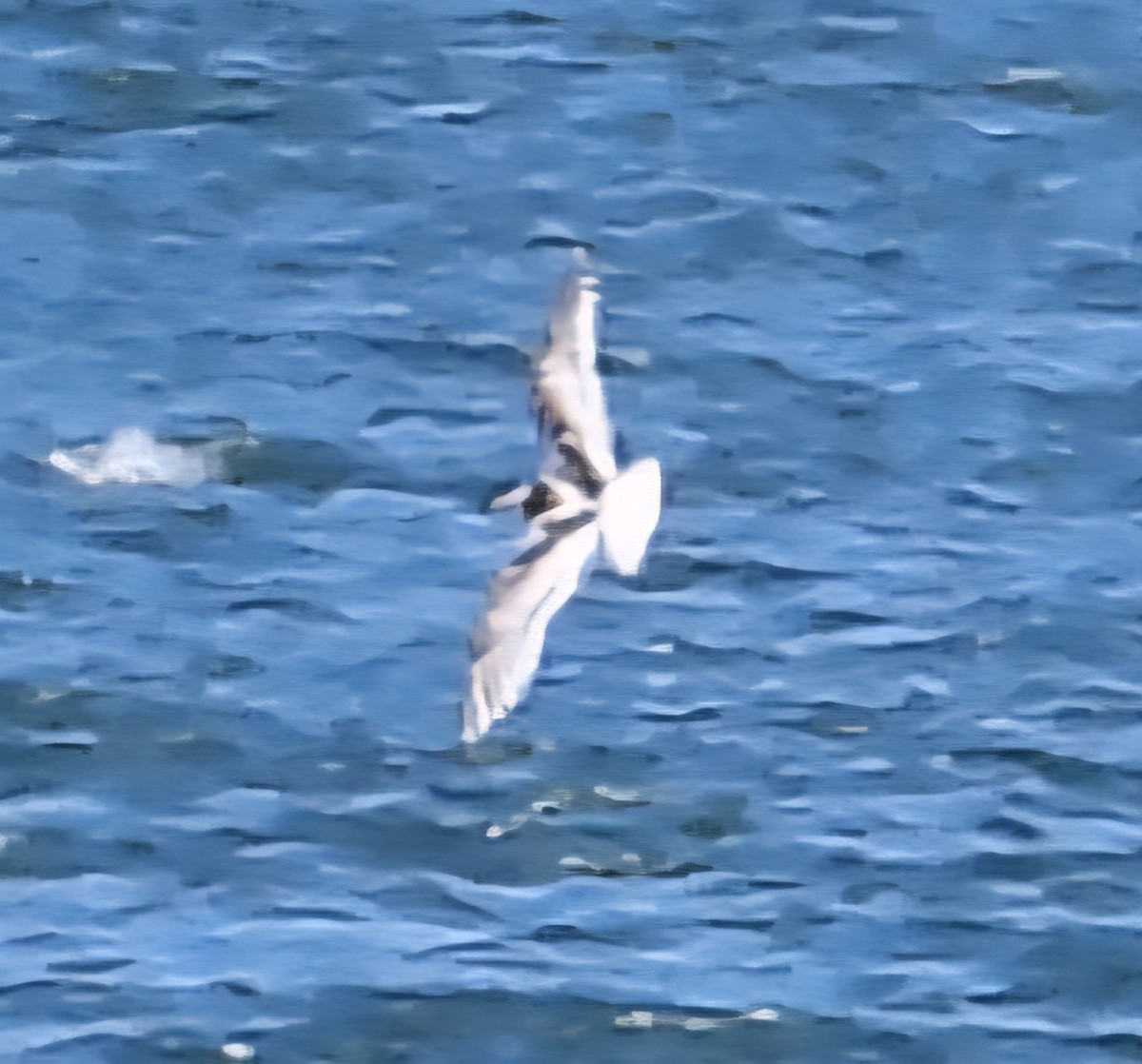 Little Gull - ML642399638