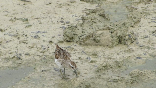 Least Sandpiper - ML642399642