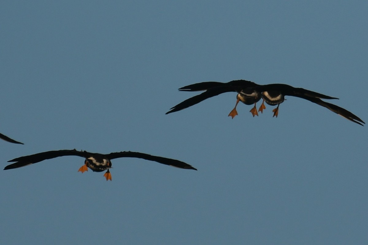 Greater White-fronted Goose - ML642399643