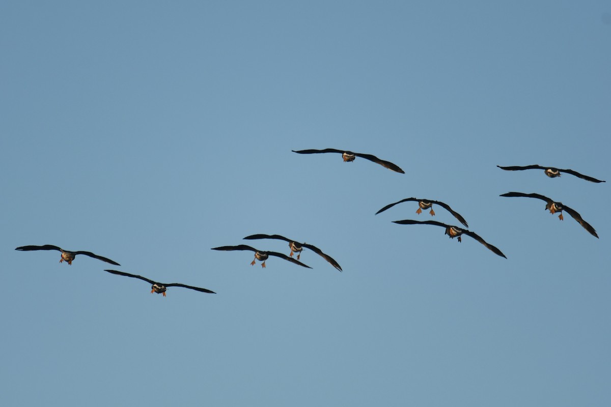 Greater White-fronted Goose - ML642399644