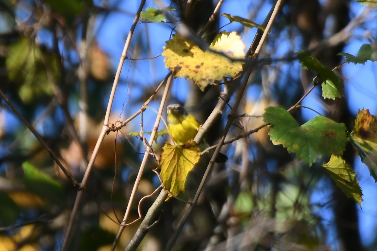 Magnolia Warbler - ML642399654