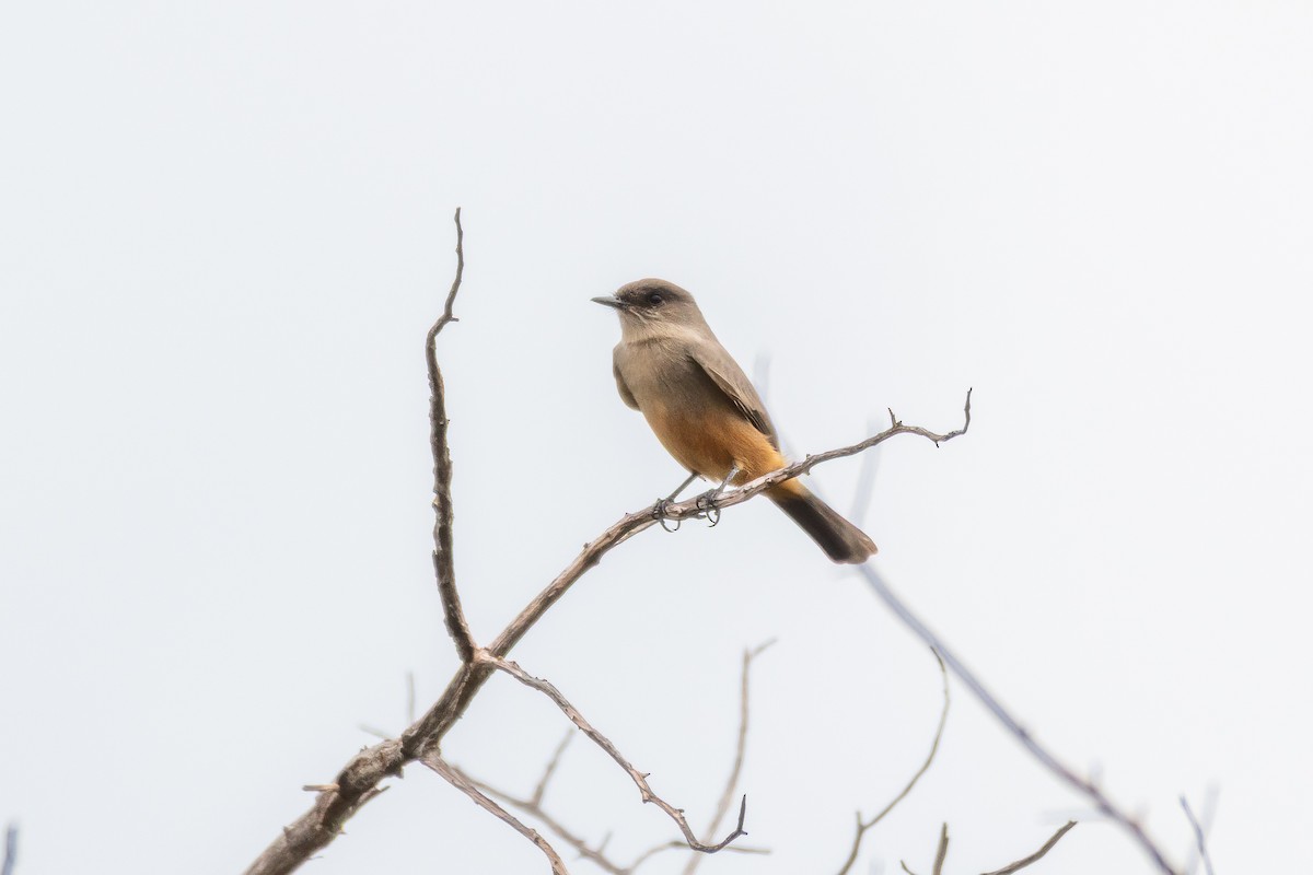 Say's Phoebe - ML642399668