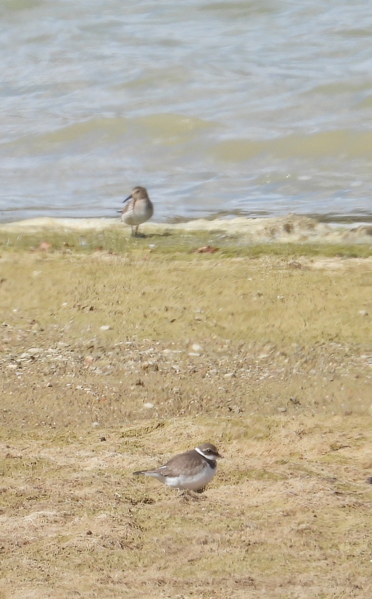Dunlin - ML642399682