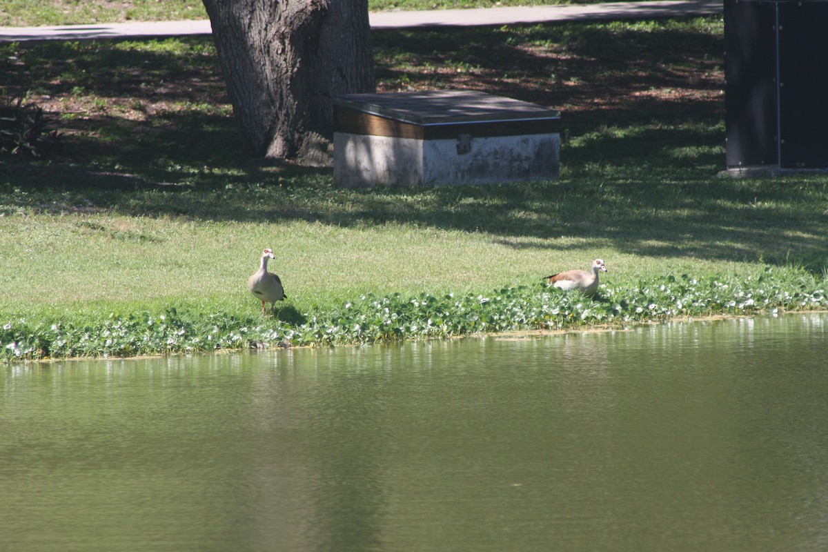 Egyptian Goose - ML642399714