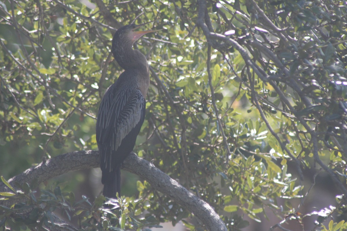 Anhinga - ML642399720
