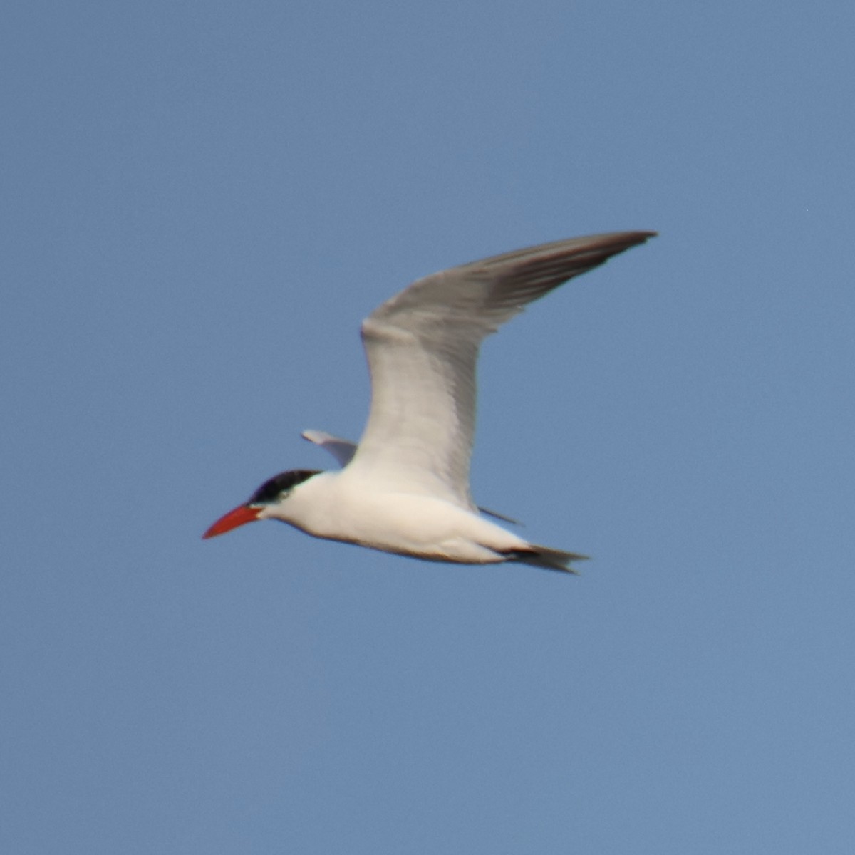 Caspian Tern - ML642399734