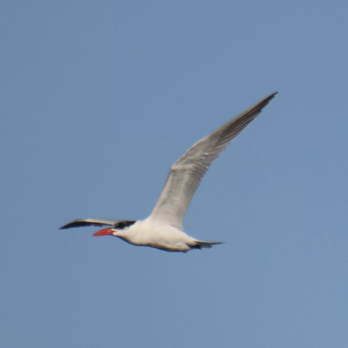 Caspian Tern - ML642399735