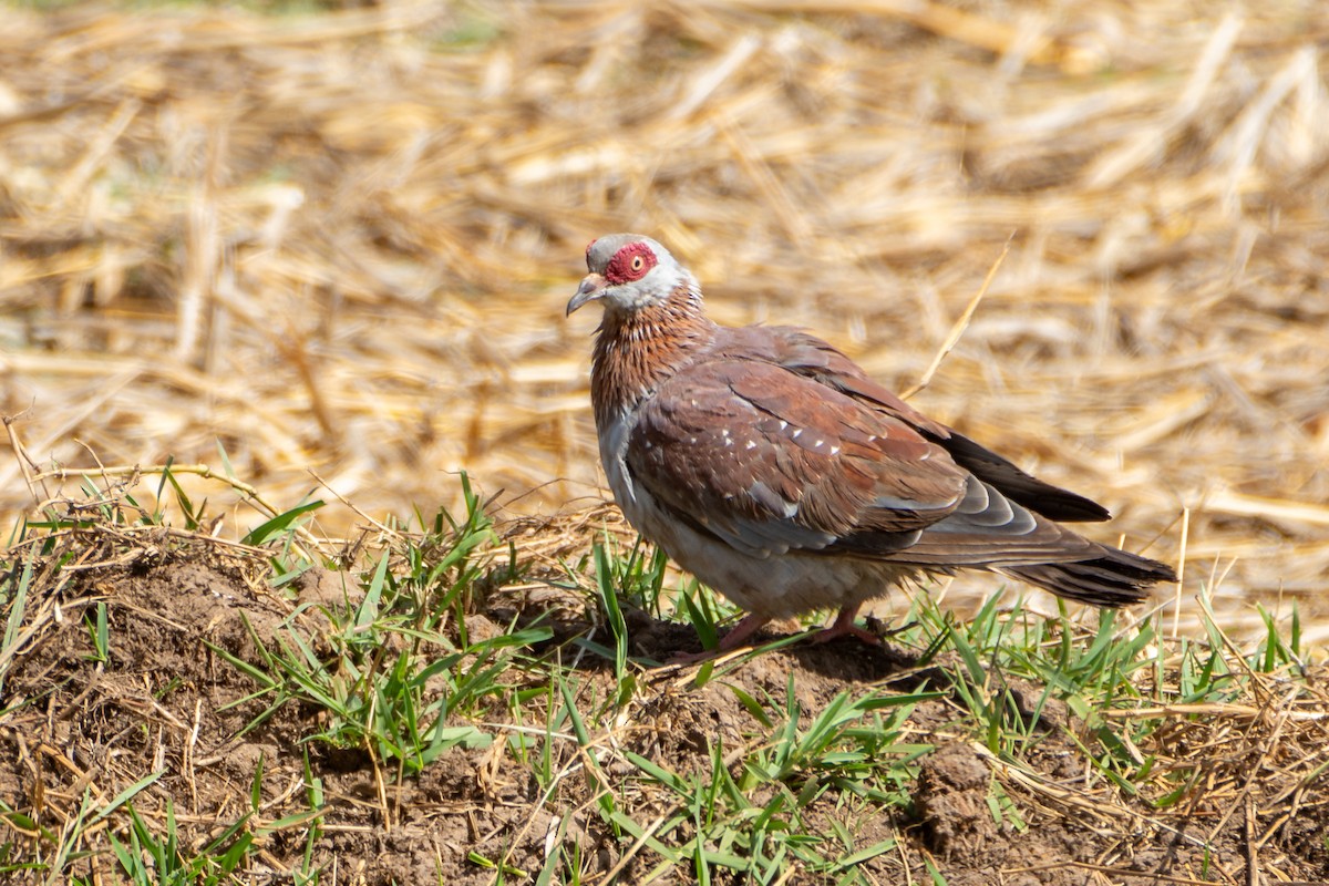 Speckled Pigeon - ML642399736