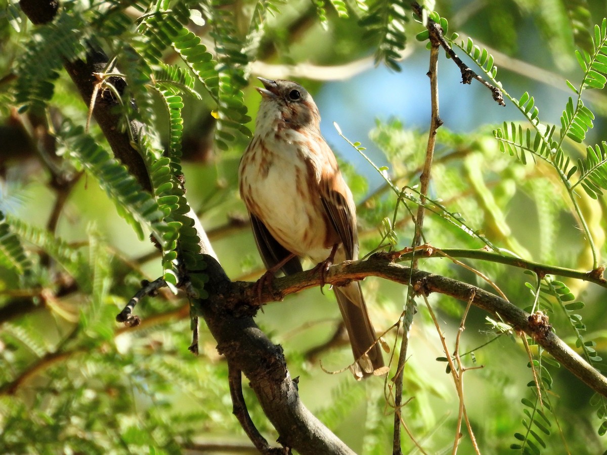 Song Sparrow - ML642399739