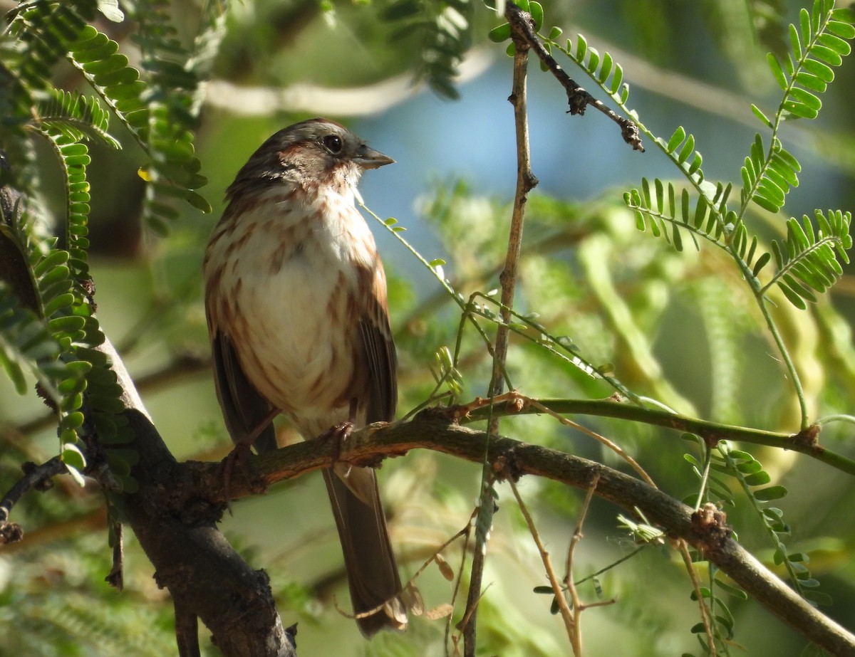 Song Sparrow - ML642399747