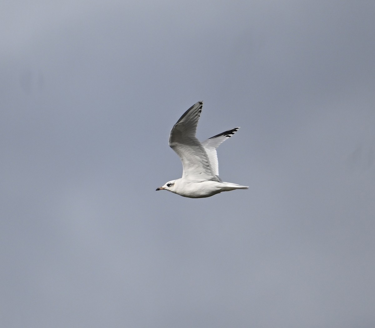 Mouette mélanocéphale - ML642399748
