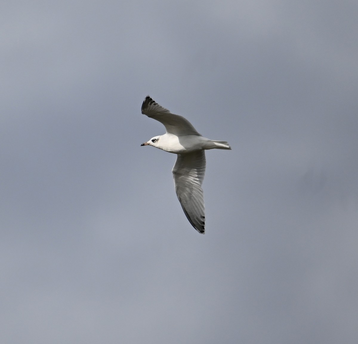 Mouette mélanocéphale - ML642399749