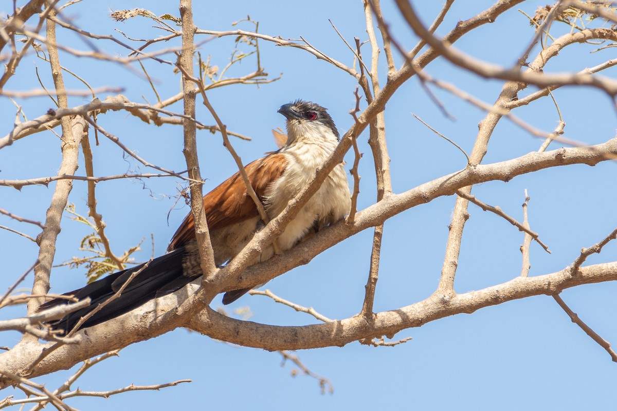 Senegal Coucal - ML642399754