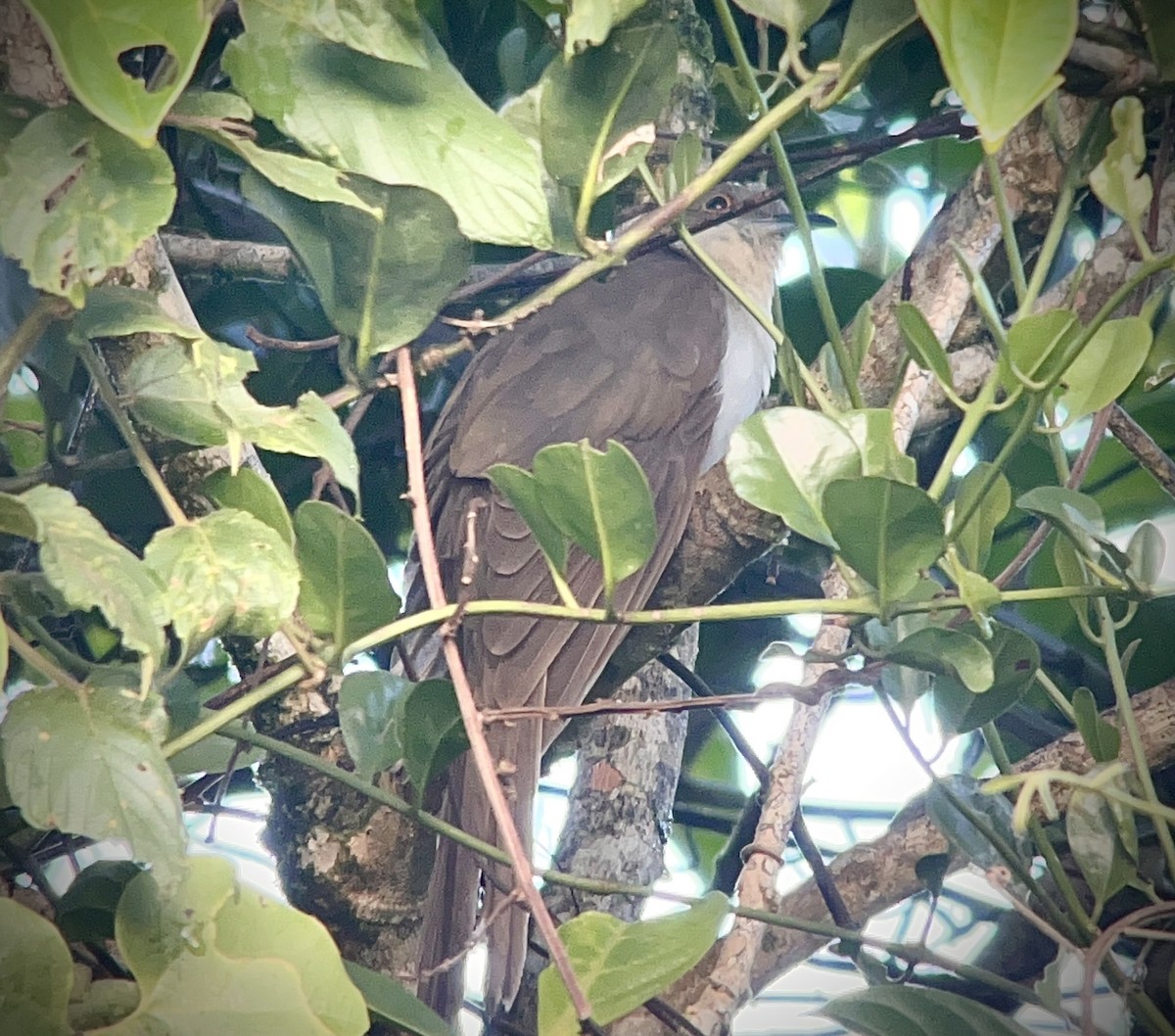 Cuclillo Piquinegro - ML642399760