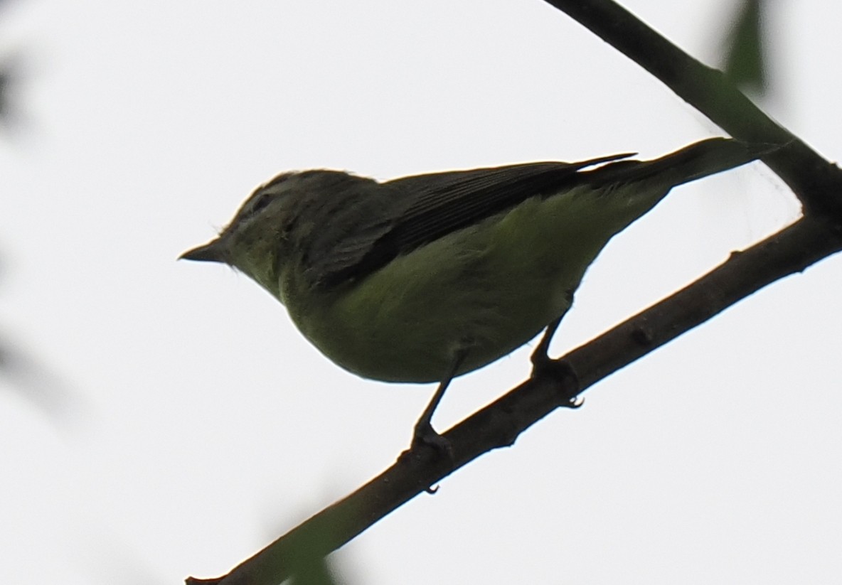 Philadelphia Vireo - ML642399765