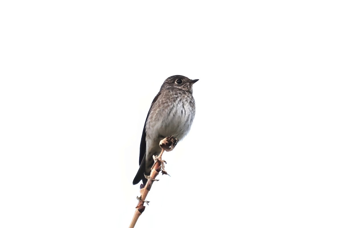 Dark-sided Flycatcher (Siberian) - ML642399769