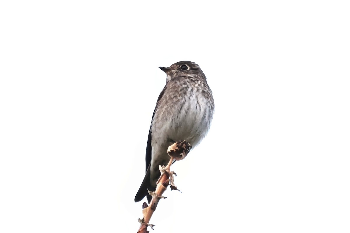 Dark-sided Flycatcher (Siberian) - ML642399771